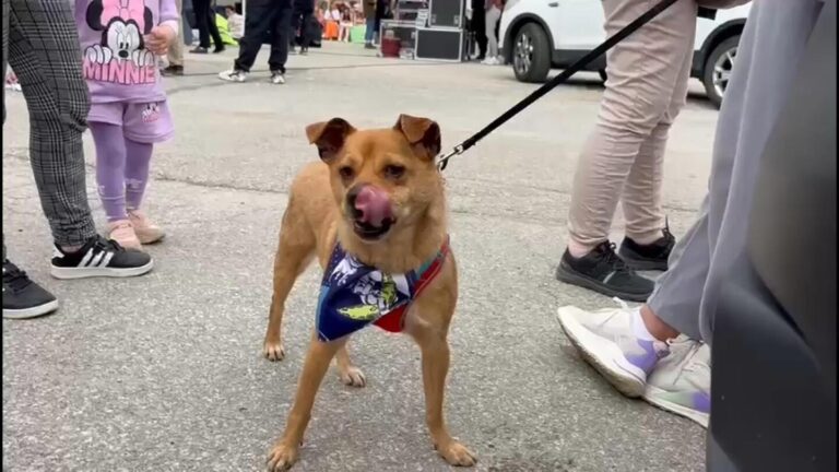 Top Turkish court rejects annulment of law critics fear spells death for thousands of stray dogs