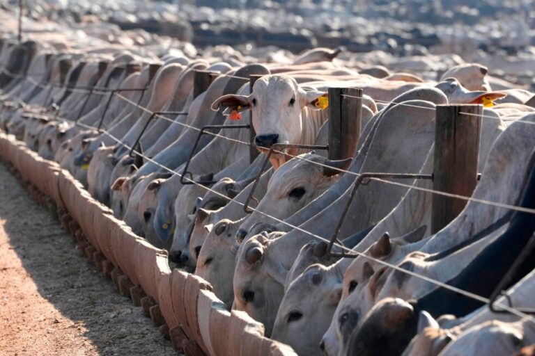 EU moves to block imports of Brazilian animal products, ministry says