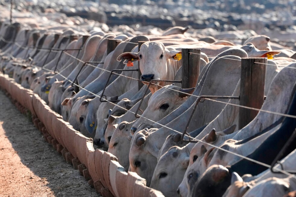 EU moves to block imports of Brazilian animal products, ministry says