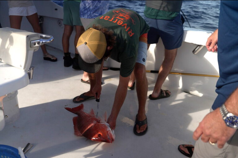 Judge blocks Trump-backed red snapper season