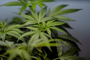 Supreme Court sides with marijuana user who wants to legally own a gun