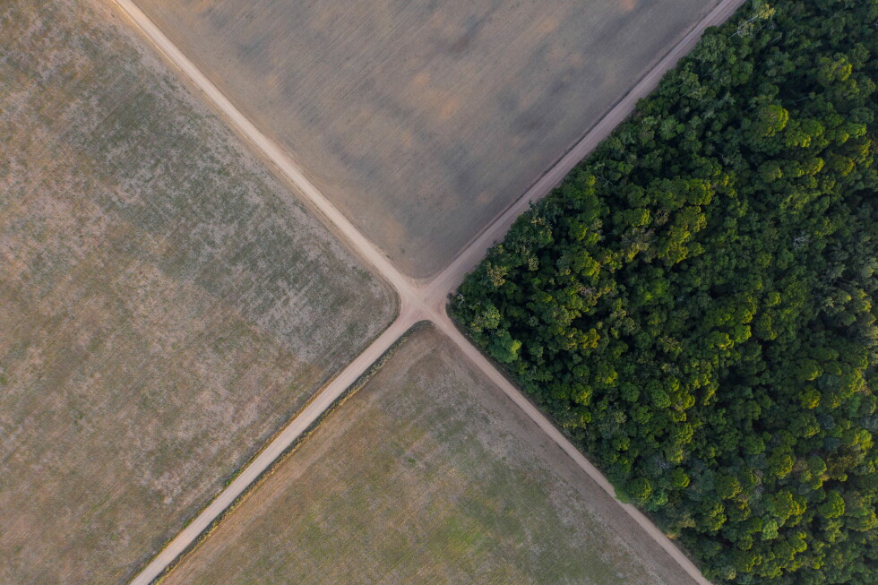 Brazil's Supreme Court backs state laws denying tax incentives for Amazon soy moratorium