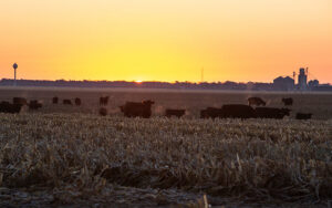 The Beef Price Debate Tests Promises to Families and Farmers
